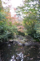 Obraz premium 紅葉