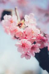 Fototapeta premium ピンクの河津桜