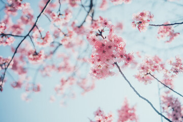 Obraz premium ピンクの河津桜