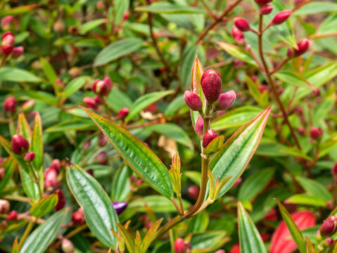 Unique vein texture of Tibouchina leaves with small buds. Perfect for texture overlays in graphic design, plant identification guides, or nursery websites.