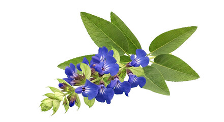 Blue Sage Flowers and Leaves