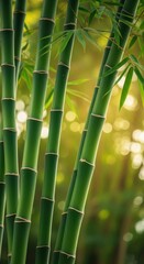 Fototapeta premium Green Bamboo Stalks Forest Sunlight Bokeh
