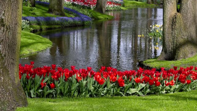 Colorful flowerbed of red tulips in famous Keukenhof gardens, Netherlands.