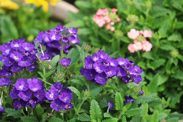 Fototapeta premium Verbena hybrida flowers.
