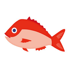鯛のイラスト/Sea bream illustration
