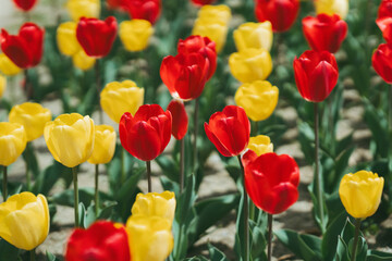 チューリップの花畑