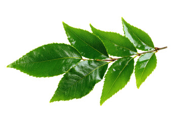 Close-up of a branch with several vibrant green leaves.  The leaves are slightly overlapping and display a smooth, glossy texture.  A slender brown stem connects the leaves