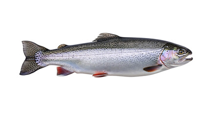 Obraz premium Graceful rainbow trout swimming in clear, natural waters with vibrant colors isolated on transparent background