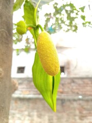 corn on the cob, young tropical fruit