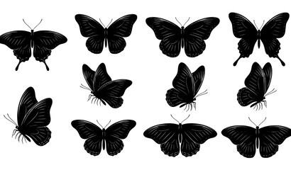 Fototapeta premium Elegant butterfly insect black silhouette vector illustration collection