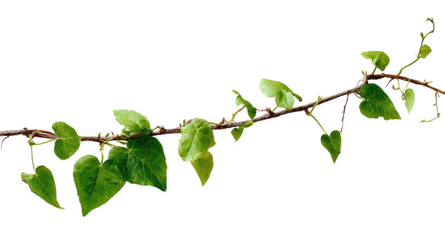 A vine branch with vibrant green leaves extends horizontally against a dark background.  The leaves are slightly irregular in shape, and the branch is a light brown