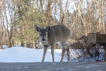 Winter view of a curious white-tailed deer standing along a wooden residential backyard deck, looking at the camera