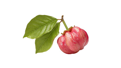 Close-up of two pink, ribbed fruits attached to green leaves