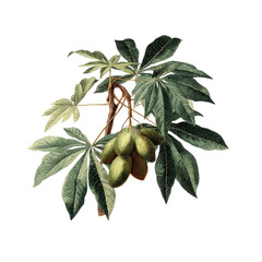 Botanical illustration of a plant with green fruits and leaves.  Detailed rendering of  leaves, stems, and fruit.  Vintage botanical style