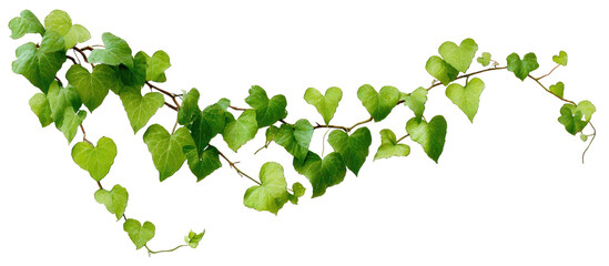 Heart-shaped leaves on a vine,  a flowing green garland