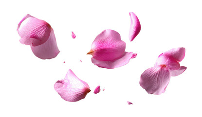 Delicate pink rose petals scattered on black background