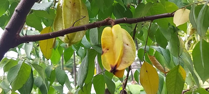 A woman picks star fruit or carambola from a branch. Nature background.
