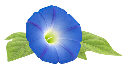 Vibrant Blue Morning Glory Flower with Green Leaves
