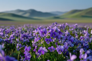 Obraz premium Field of viola flowers in bloom across a purple meadow under soft morning light