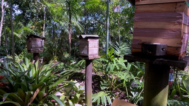 A detailed view of traditional wooden meliponary boxes housing native stingless bees along the lush, tropical ecological trail of Morro da Urca (Urca Hill) in Rio de Janeiro, Brazil.