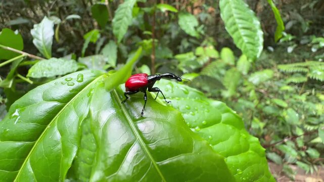 Giraffe weevil (Trachelophorus giraffa) on the leaf in Analamazaotra National Park, Madagascar.