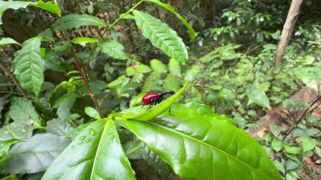 Giraffe weevil (Trachelophorus giraffa) moving on the leaf. Analamazaotra National Park, Madagascar.