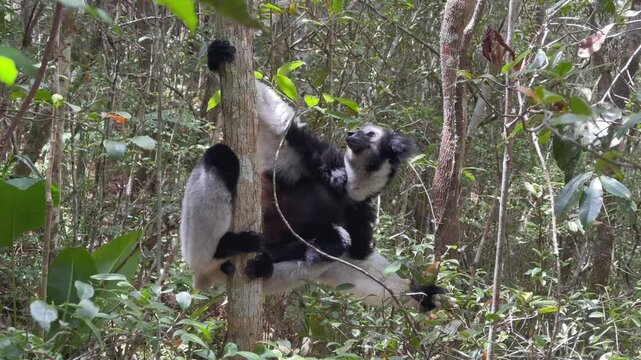 Indri, sitting on a tree, eating leaves in Analamazaotra National Park, Madagascar.