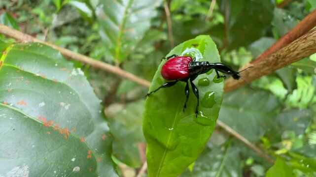 Close up of Giraffe weevil (Trachelophorus giraffa) on the leaf in Analamazaotra National Park, Madagascar.