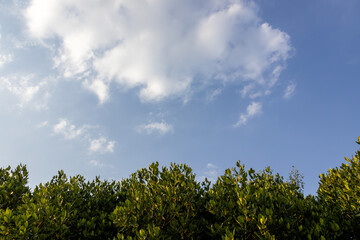 Obraz premium Beautiful blue sky with fluffy white clouds over lush green mangrove treetops, bright sunny day in tropical nature, peaceful landscape with copy space for text.