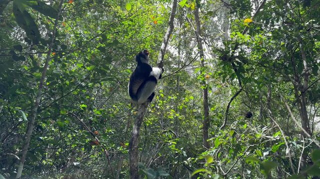 Indri, sitting on a tree, communicating with others using his voice. Analamazaotra National Park, Madagascar.