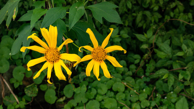 Bright yellow Mexican Sunflower (Tithonia diversifolia) flowers blooming amidst dark green foliage. Ideal for biodiversity posters, wildflower identification guides, or bright floral wallpapers.