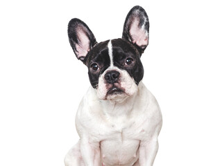 Fototapeta premium Cute French Bulldog with sad eyes, waiting for a forever home. Adopt don't shop. Perfect for pets care, dog lovers, advertising and lifestyle content. Studio shot, isolated background