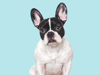 Fototapeta premium Cute French Bulldog with sad eyes, waiting for a forever home. Adopt don't shop. Perfect for pets care, dog lovers, advertising and lifestyle content. Studio shot, isolated background