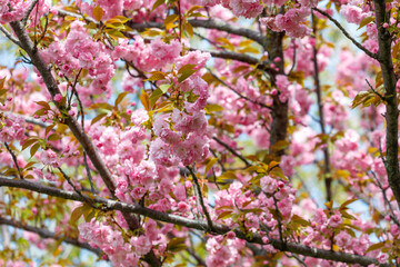Pink cherry blossoms in nature.