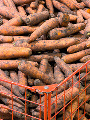 A pile of carrots in a red container