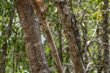Fototapeta premium Frilled Dragon - Chlamydosaurus kingii, beatiful large iconic agama lizard native to forests of northern Australia and southern New Guinea.