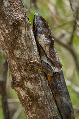 Fototapeta premium Frilled Dragon - Chlamydosaurus kingii, beatiful large iconic agama lizard native to forests of northern Australia and southern New Guinea.