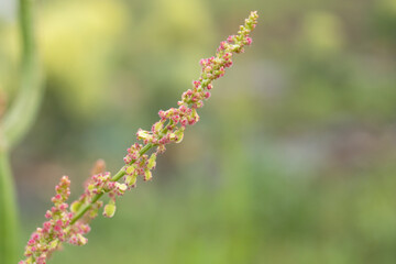 スイバ（Rumex acetosa L.）：赤みを帯びた花と果実をクローズアップ【野草・薬草】日本埼玉県・4月