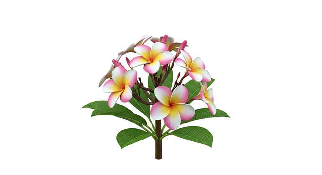 Bouquet of Pink and Yellow Plumeria Flowers with Green Leaves
