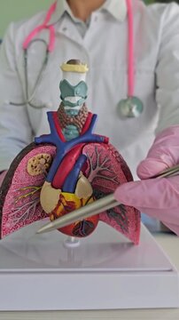 Model of human lungs and heart displayed in health class by instructor in lab