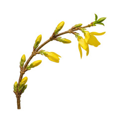 Fototapeta premium Forsythia Branch with Yellow Flowers and Buds on Black Background