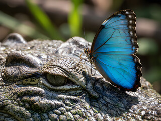 Fototapeta premium A close-up shot of a vibrant blue morpho butterfly resting delicately on the textured, scaly skin of a saltwater crocodile's head, near its watchful eye.