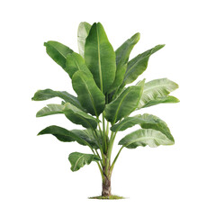 Lush banana plant with broad green leaves against a stark black backdrop