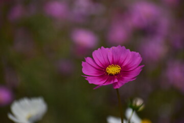 Obraz premium Cosmos Flower - Delicate Wild Bloom of Simplicity and Natural Charm. Cosmos flowers are admired for their soft, daisy-like petals and airy appearance that sway gently in the breeze.