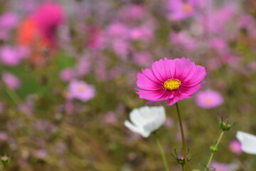 Fototapeta premium Cosmos Flower - Delicate Wild Bloom of Simplicity and Natural Charm. Cosmos flowers are admired for their soft, daisy-like petals and airy appearance that sway gently in the breeze.