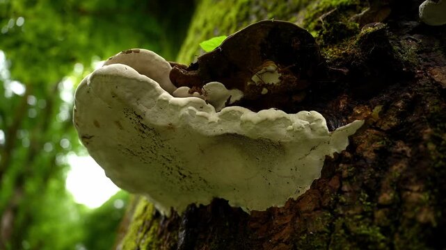 Tinder fungus on mossy tree trunk in its natural environment. Group of Basidiomycetes fungi on tree. Concept of mycology