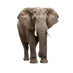 Obraz premium African Elephant Full Body Isolated Black Background