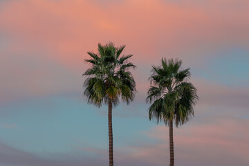 Obraz premium Two Washingtonia palm trees stand before a colorful pastel twilight sky