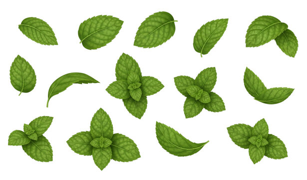 Floating mint leaves realistic vector set isolated on transparent background