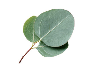 Close-up of two eucalyptus leaves